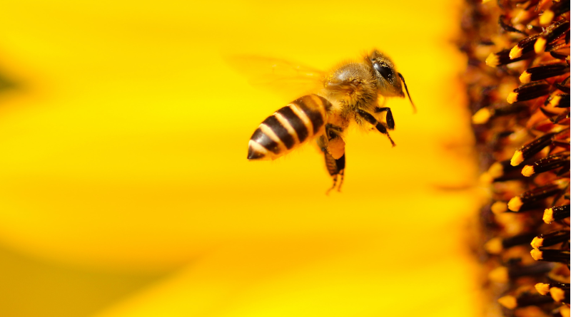 3bee